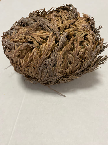 Rose of Jericho